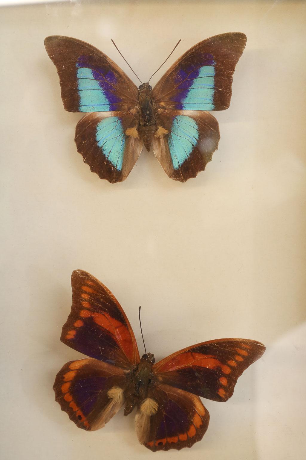 Found in France, this is a lovely butterfly study with two butterflies mounted in a shadow box. Written on the side of the box is the name Omphale Prepona Praneste which is an Andes species of butterfly primarily found in Peru.