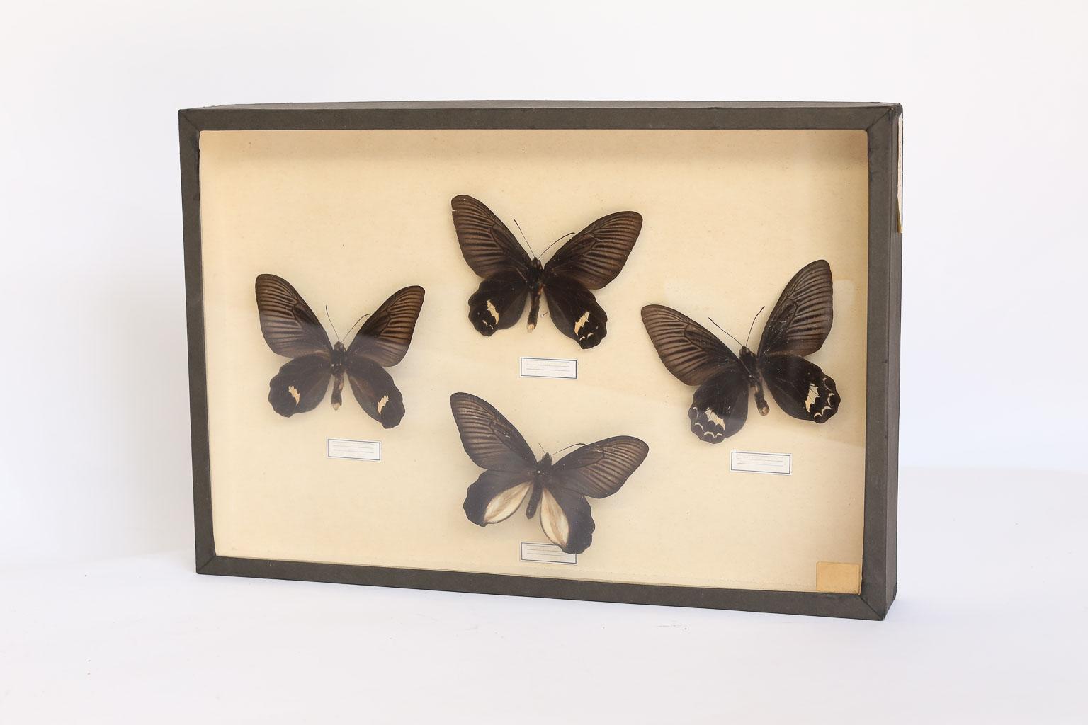 Found in France, this is a lovely butterfly study with four butterflies mounted in a shadow box. Written on the side of the box is the name Atrophaneura Dixoni which is a species of butterfly from the family Papilionidae that is found in northern