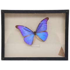 Butterfly Study
