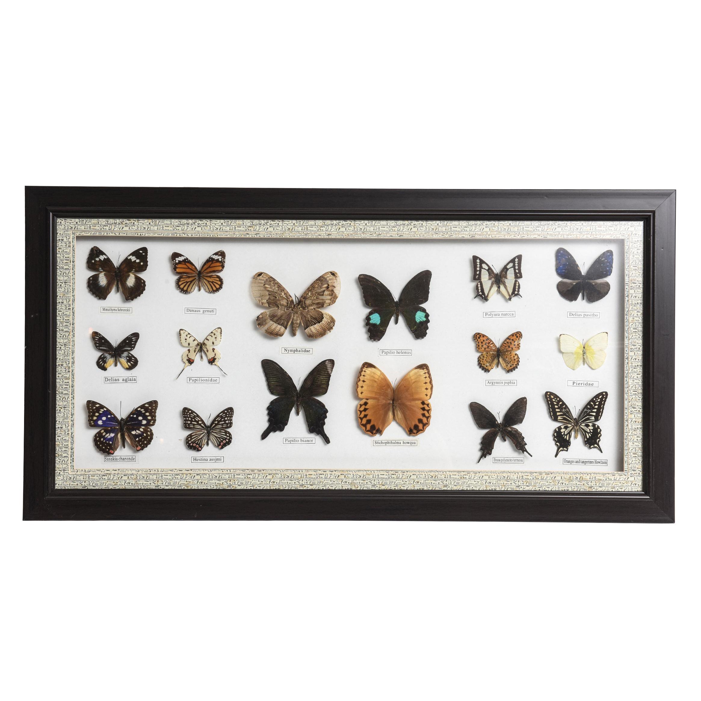 Butterfly Taxidermy Display