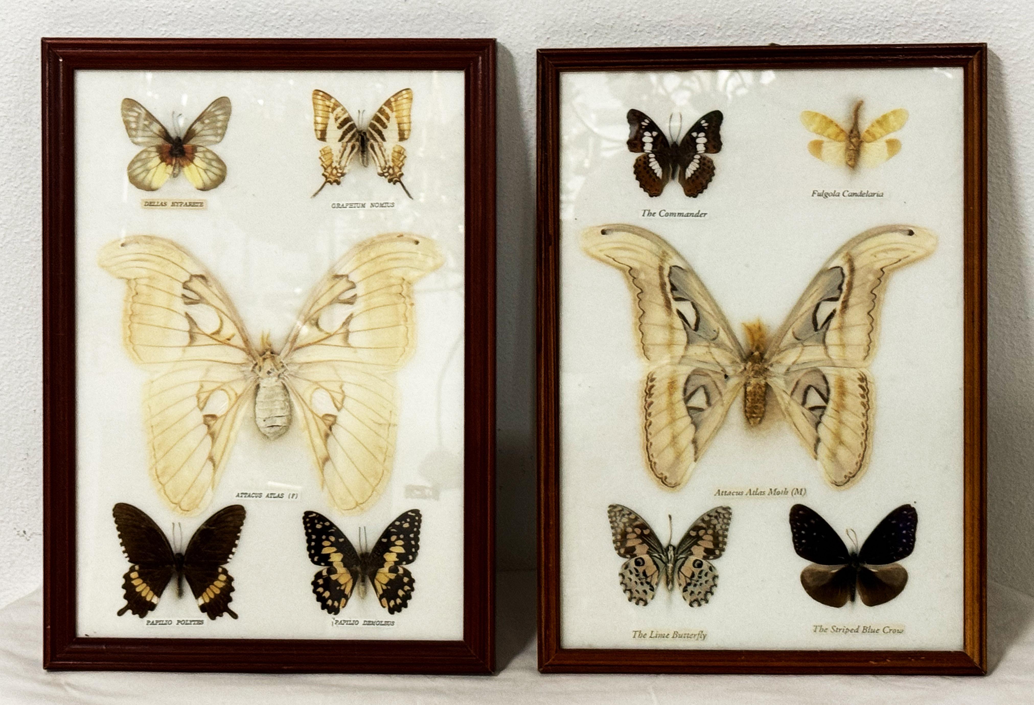 Vitrines d'entomologie de la taxidermie papillon en vente 2