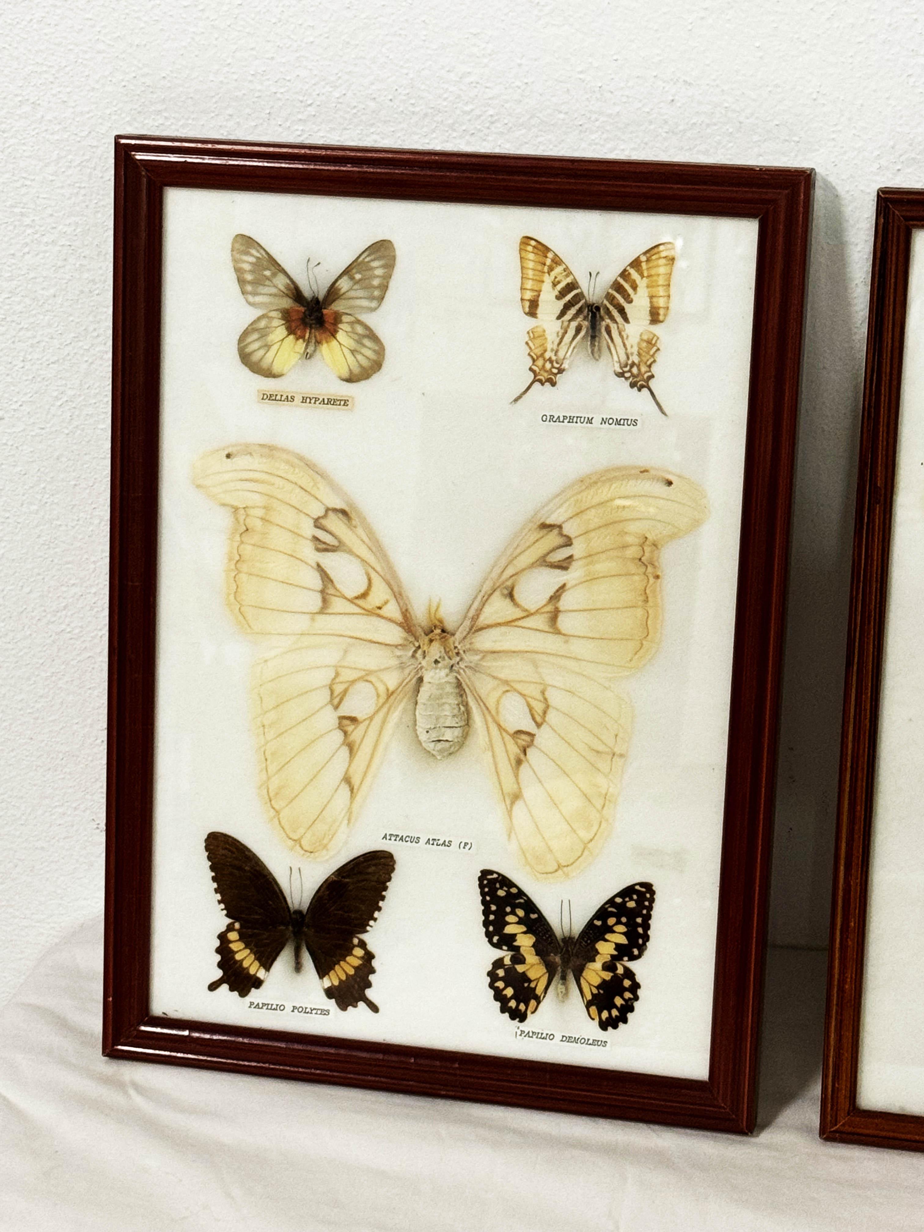 Vitrines d'entomologie de la taxidermie papillon en vente 3
