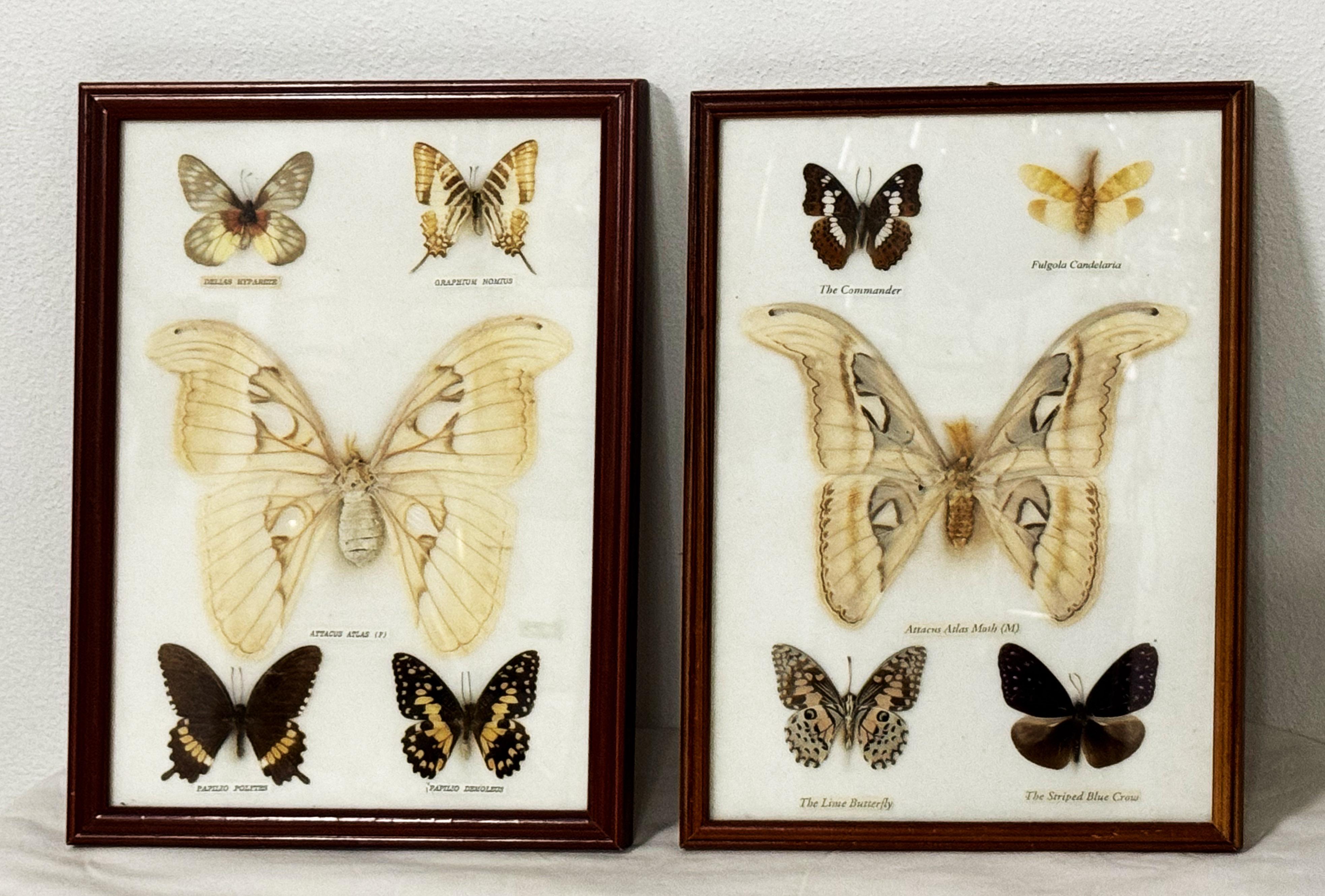 Vitrines d'entomologie de la taxidermie papillon en vente 4
