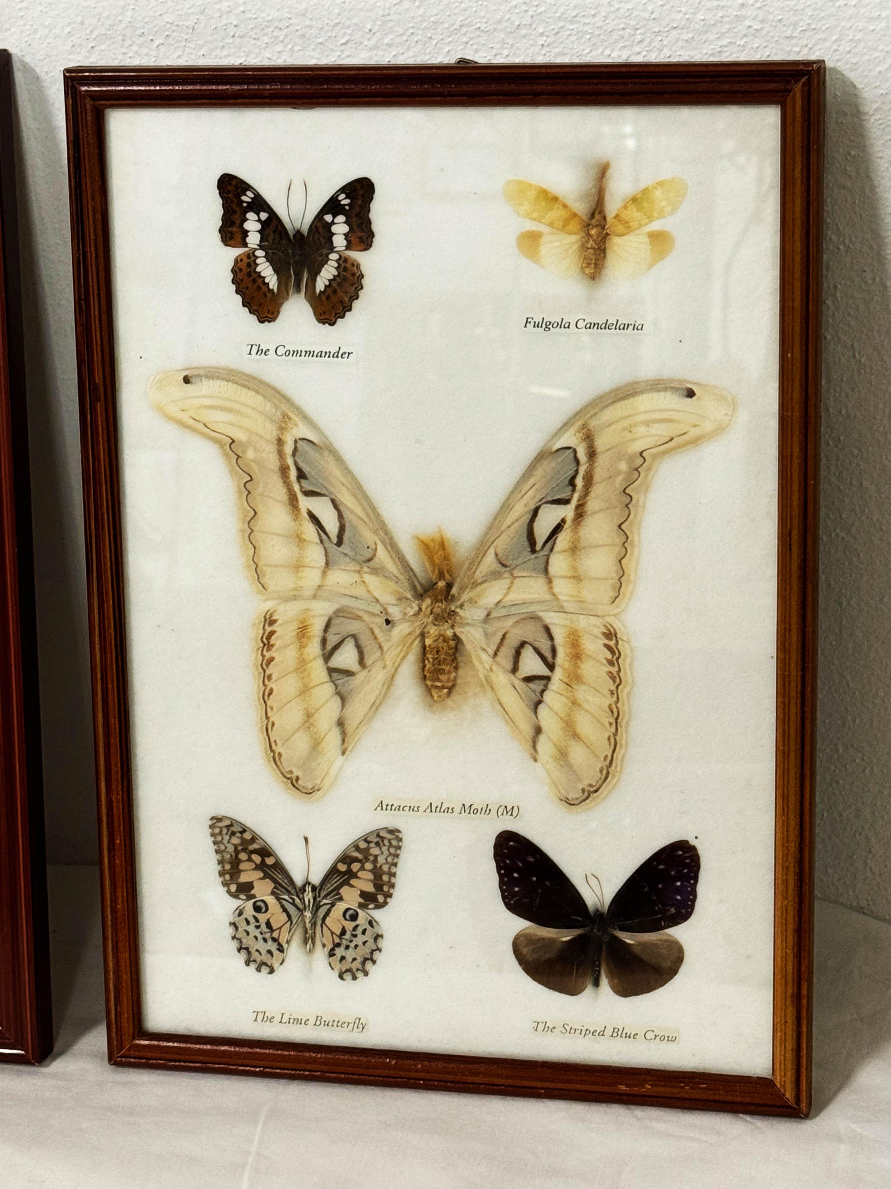 Vitrines d'entomologie de la taxidermie papillon en vente 5