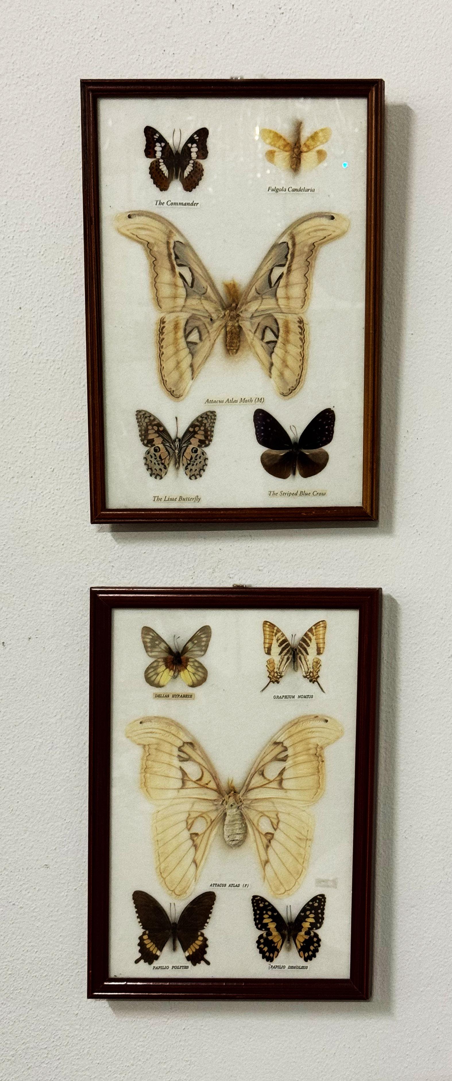 Gerahmte Schmetterlingssammlung mit 10 Schmetterlingen und der jeweiligen Schmetterlingsart darunter. Montiert in einem Schattenbox-Rahmen. Preis für beide.