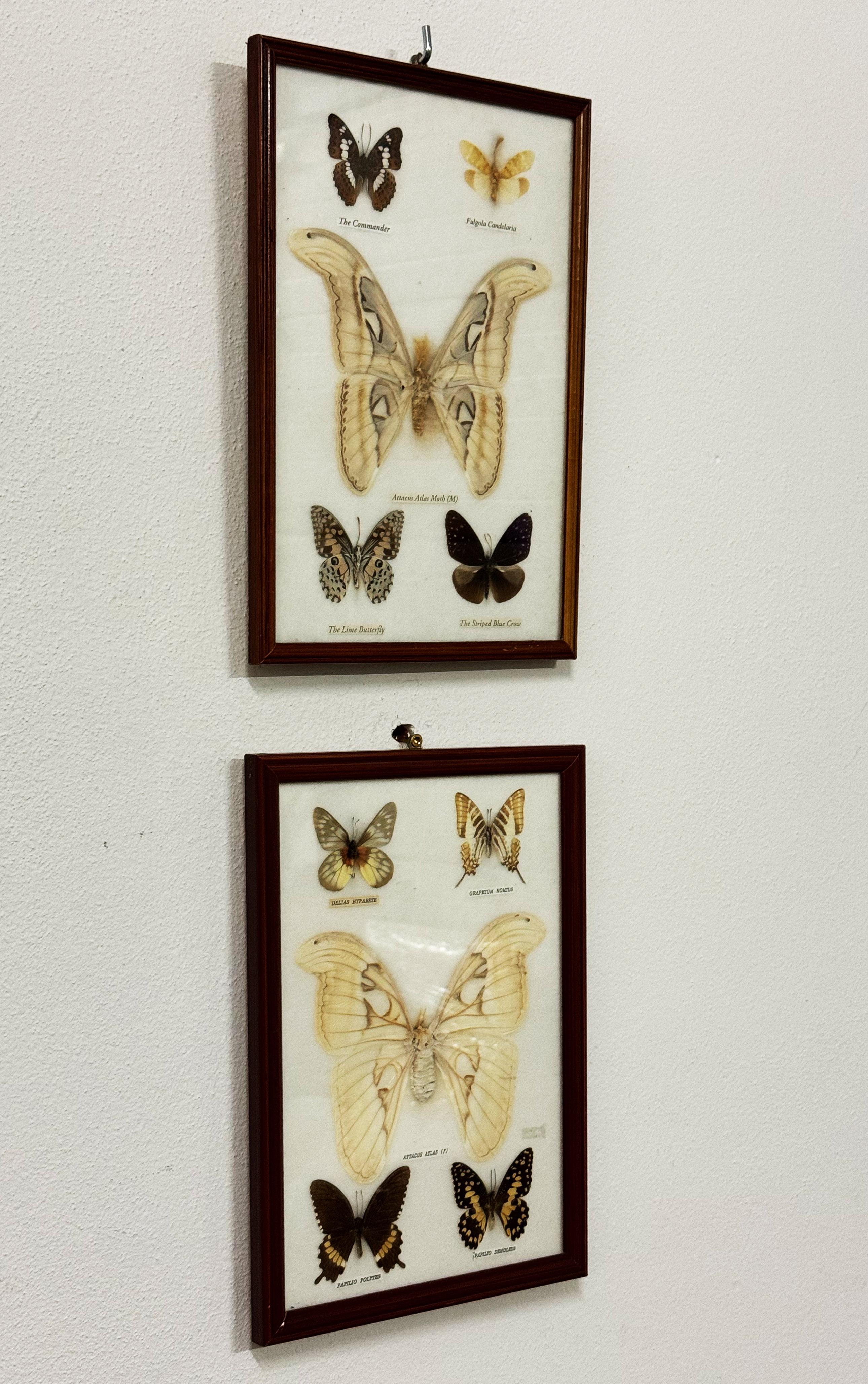 Schmetterlings Taxidermie Entomologie Vitrinenkästen (Thailändisch) im Angebot