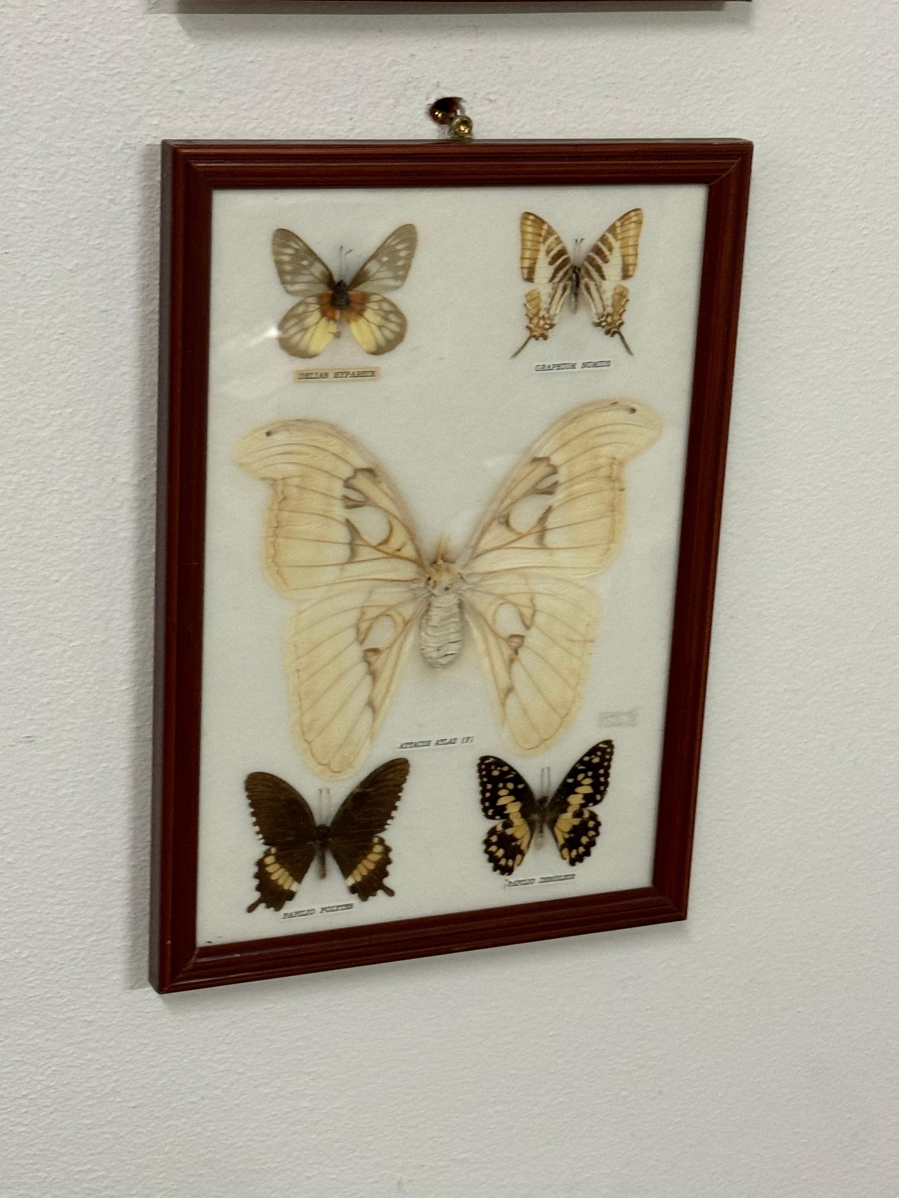 Schmetterlings Taxidermie Entomologie Vitrinenkästen im Zustand „Gut“ im Angebot in Vienna, AT