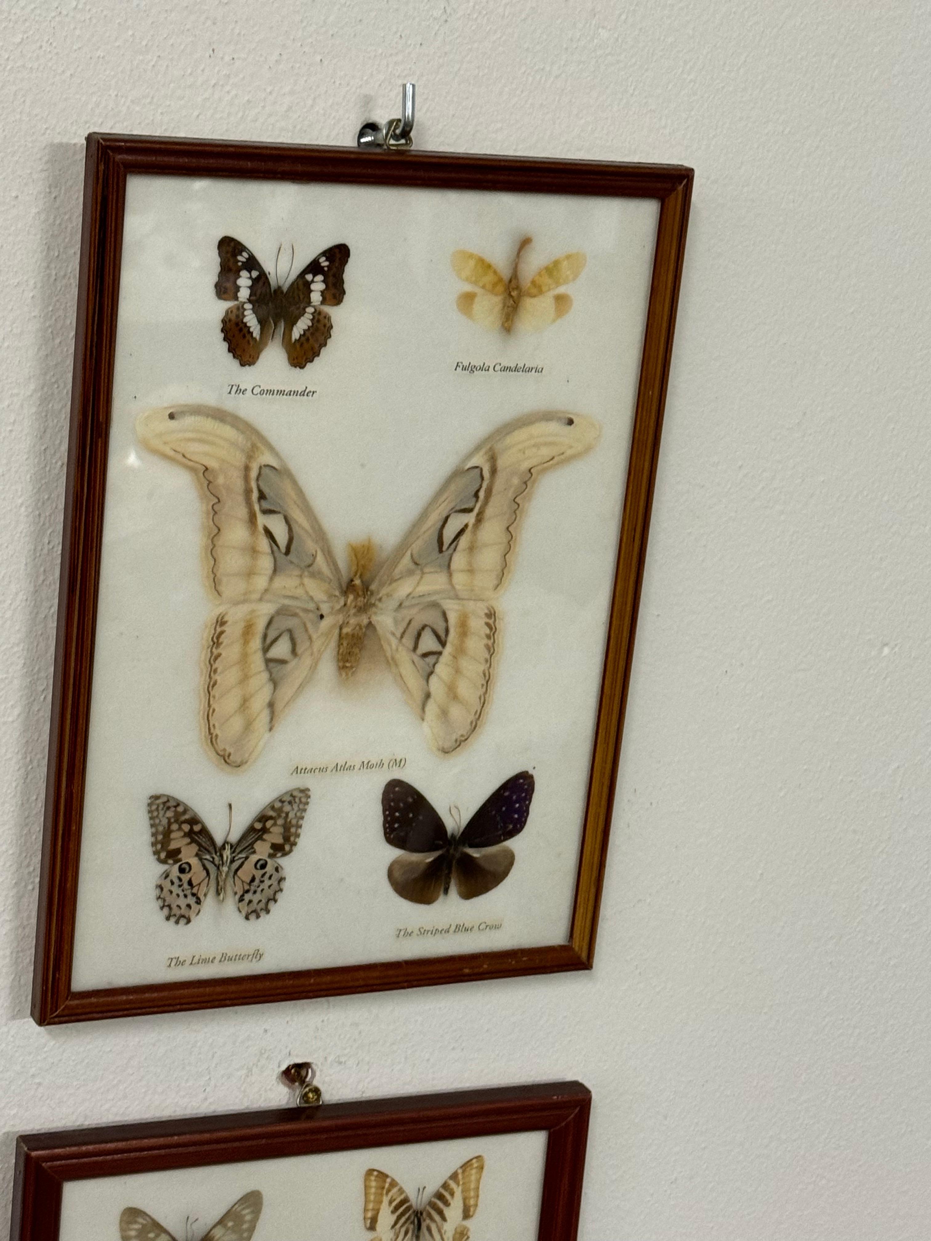 Schmetterlings Taxidermie Entomologie Vitrinenkästen (Mitte des 20. Jahrhunderts) im Angebot