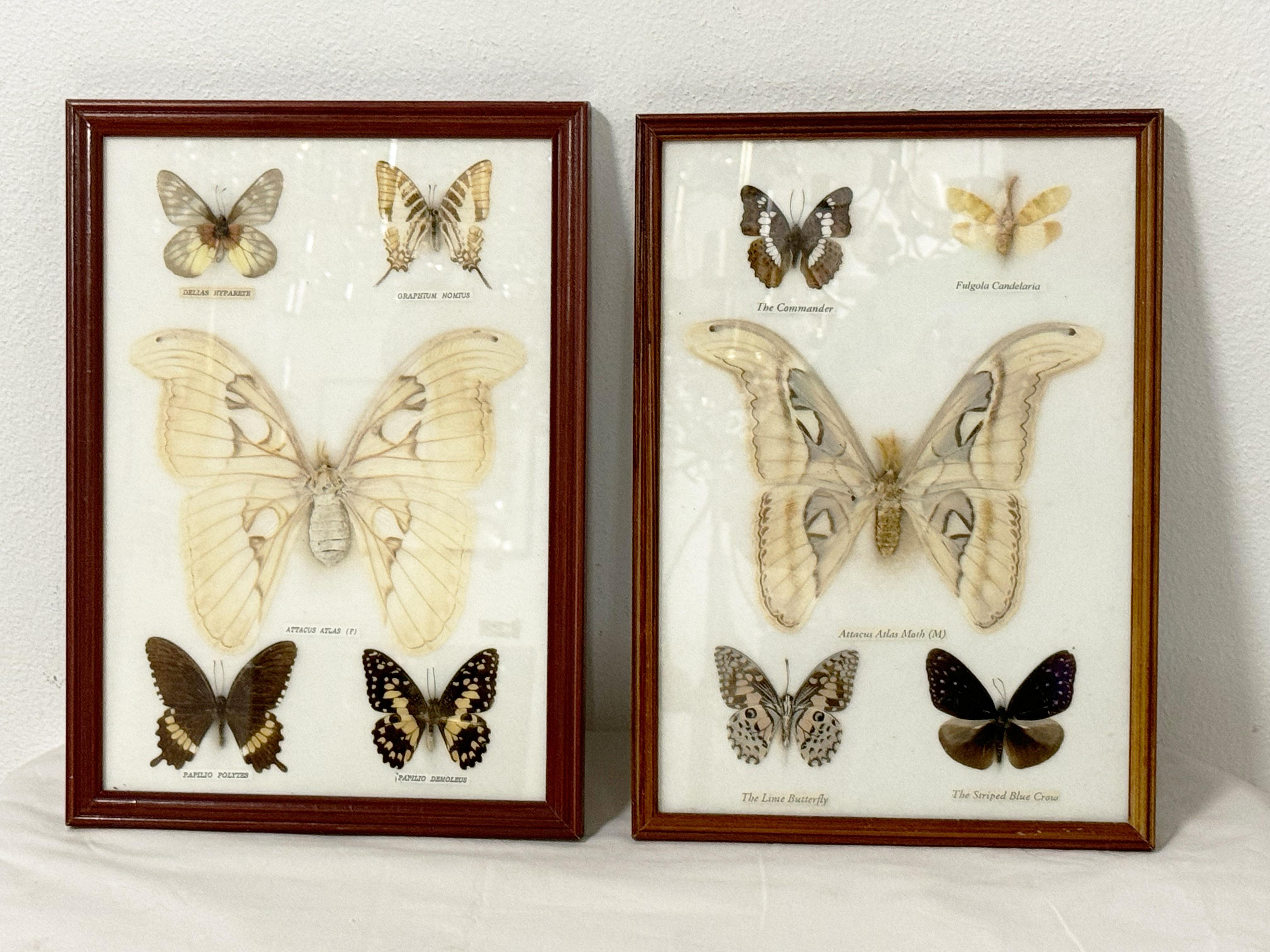 Vitrines d'entomologie de la taxidermie papillon en vente 1