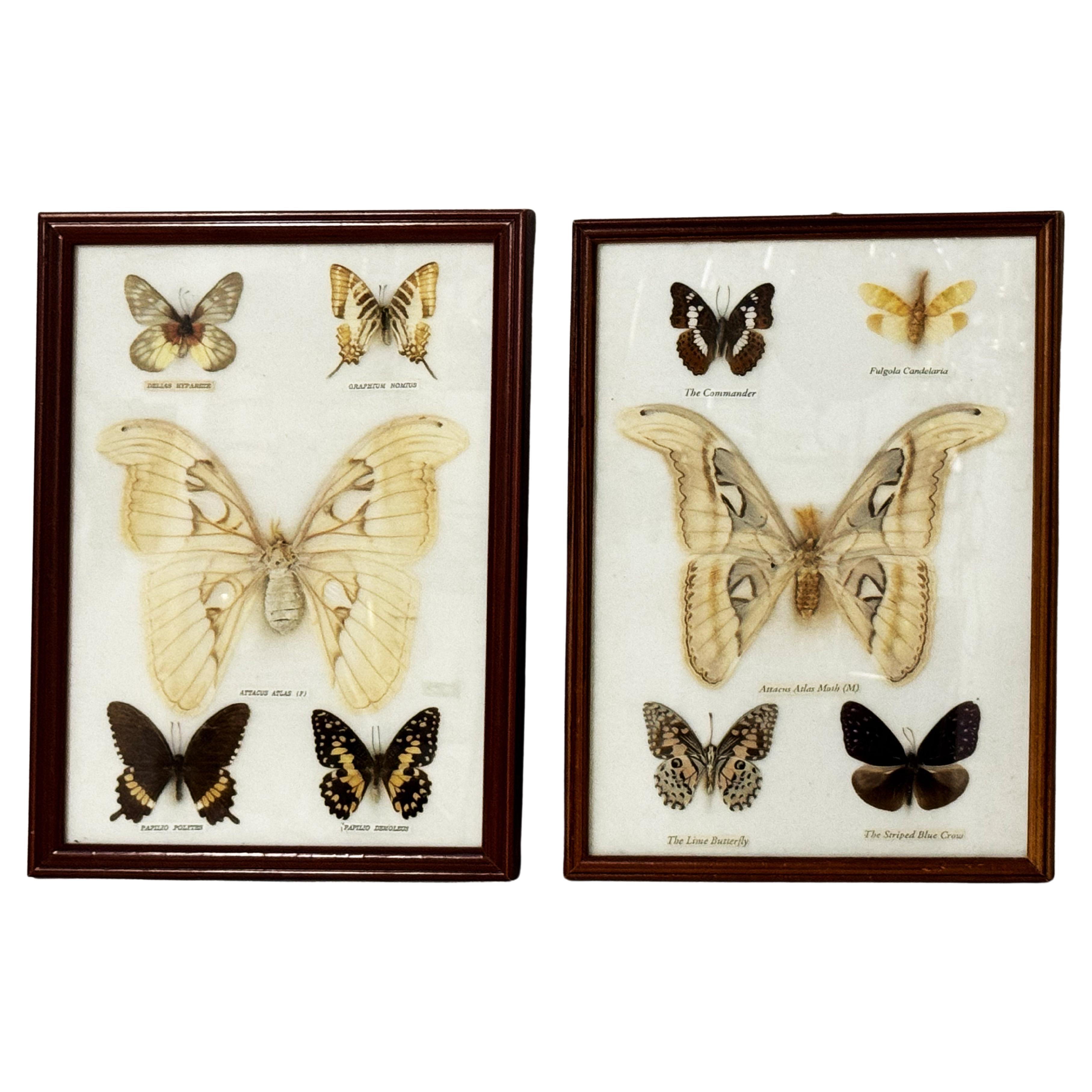 Vintage Flamingo Print Butterfly Box at 1stDibs