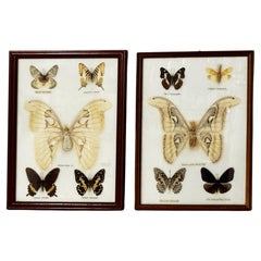 Vintage Butterfly Taxidermy Entomology Display Cases