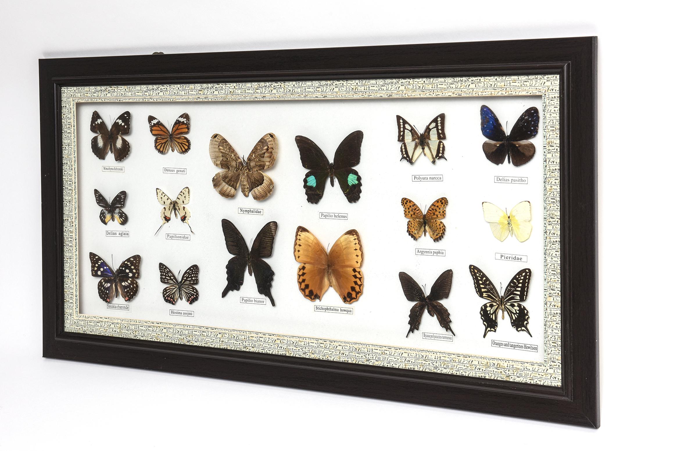 Framed butterfly collection featuring 16 butterflies with type of butterfly underneath each. Mounted in a shadowbox frame which was made in China.