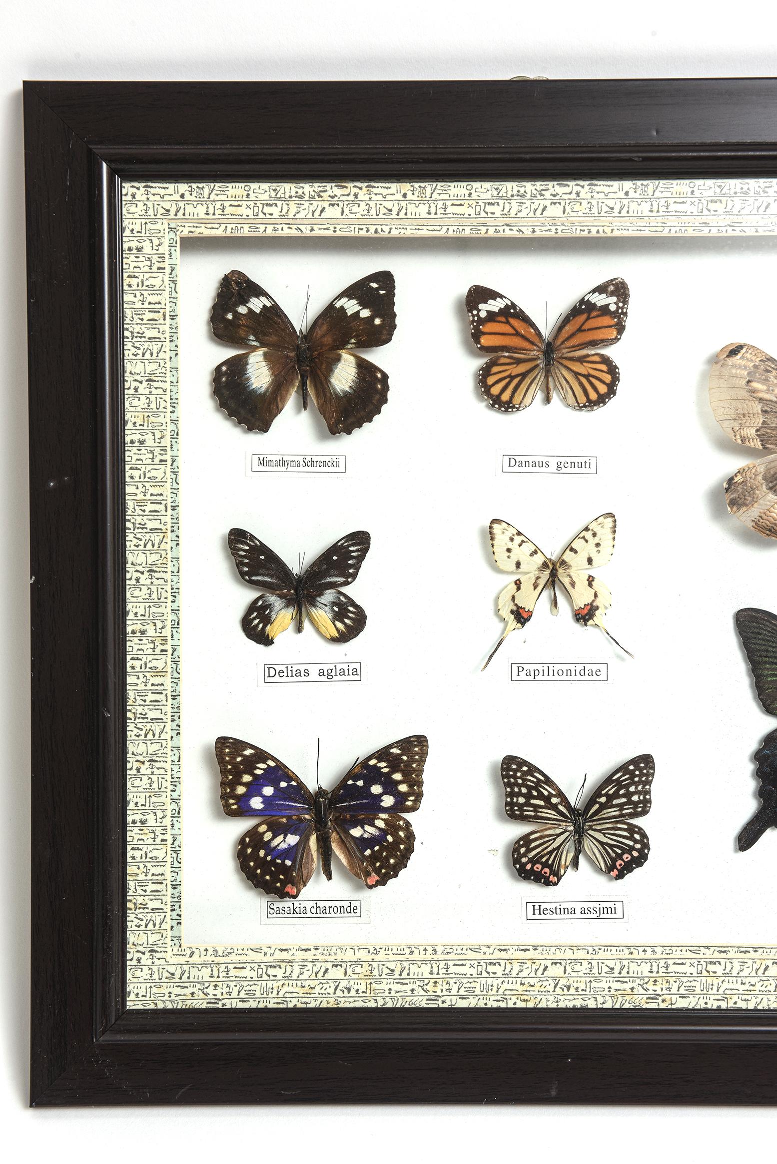 butterfly display for sale