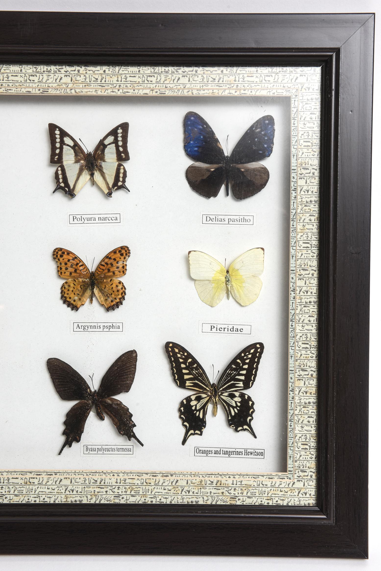 20th Century Butterfly Taxidermy Display 
