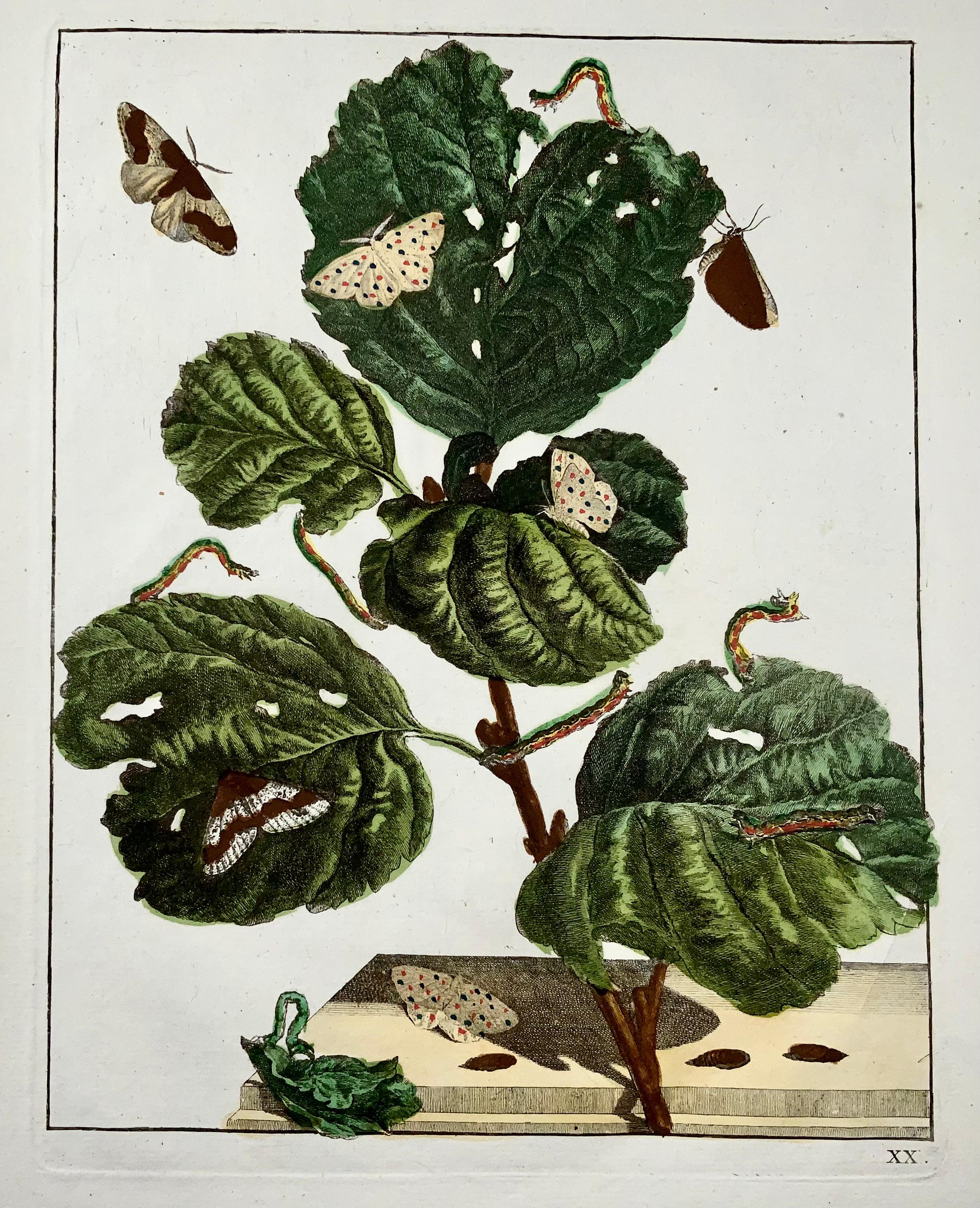 Schmetterlinge, Metamorphose der Insekten, Großer Folianten, L''Admiral, handkoloriert (Niederländisch) im Angebot