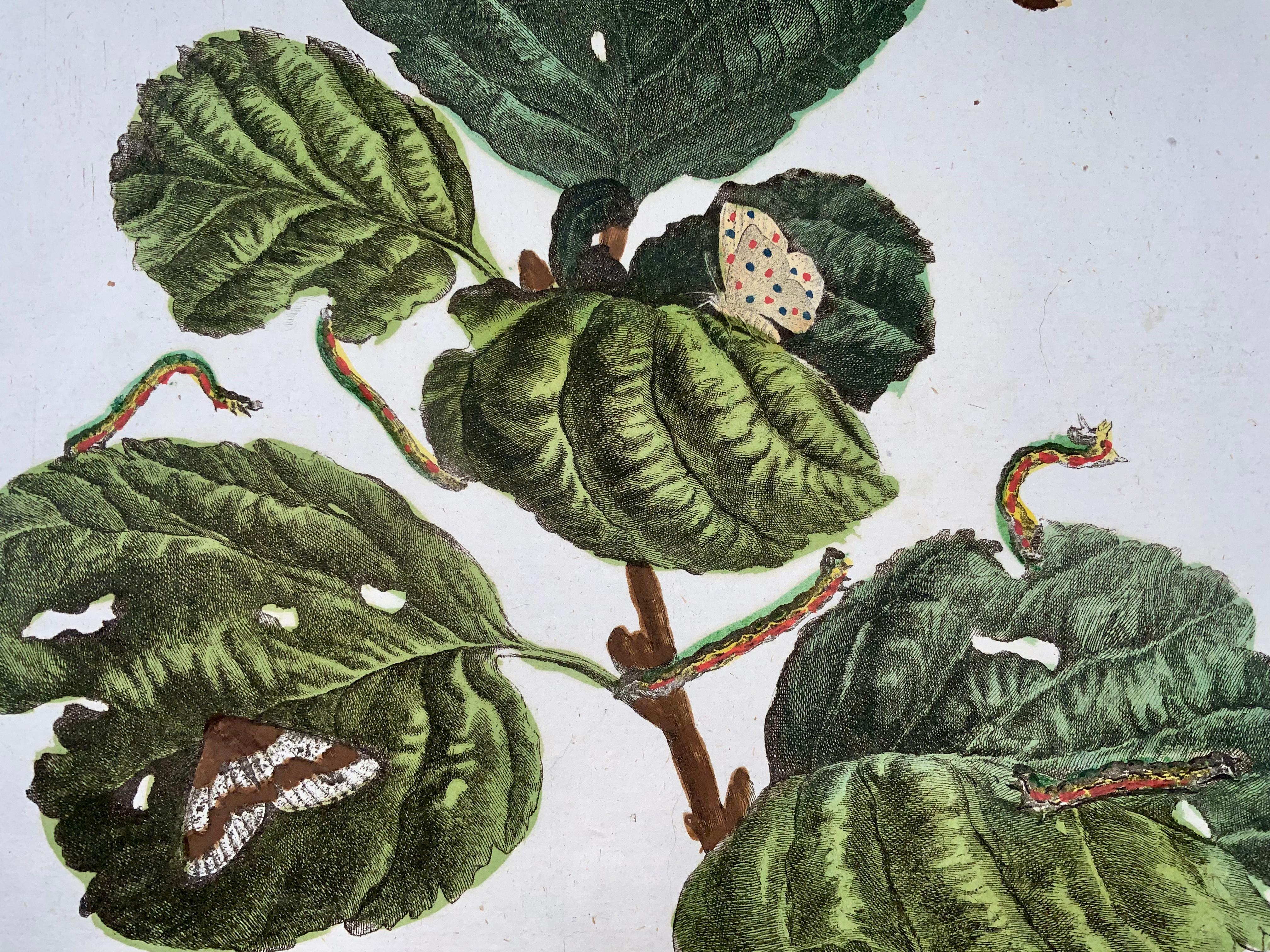 Butterlies, Metamorphosis of Insects, Large Folio, L'Admiral, Hand ...