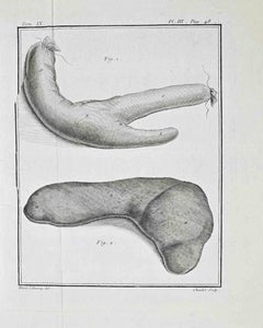 Animal Anatomy - Etching by Buvée d’Amérique - 1771