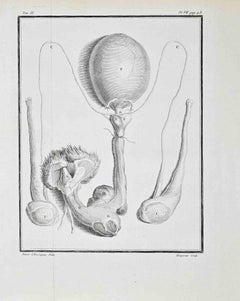 Animal Anatomy - Etching by Buvée d’Amérique - 1771
