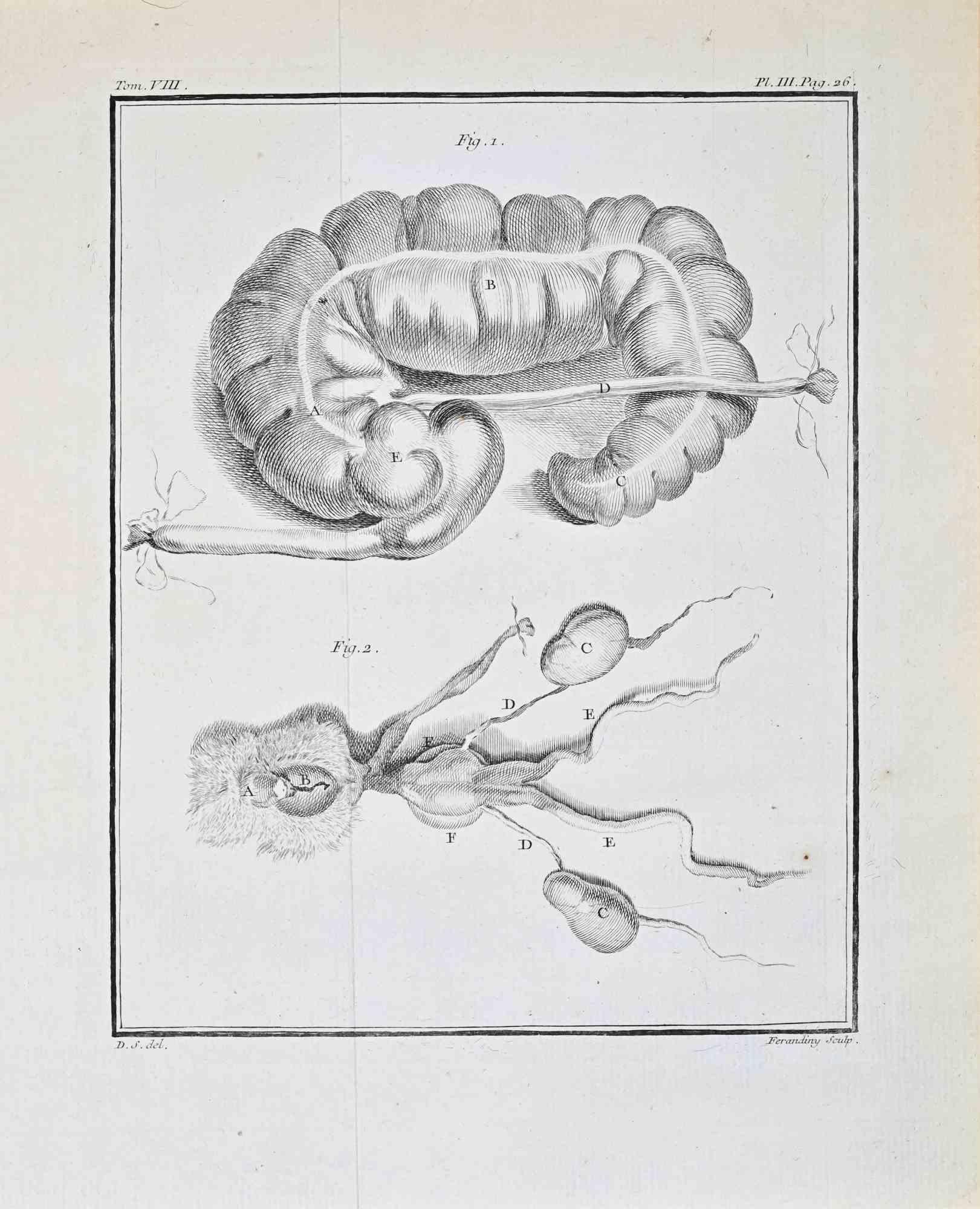 Animal Anatomy - Etching by Buvée d’Amérique - 1771