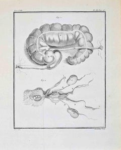 Animal Anatomy - Etching by Buvée d’Amérique - 1771