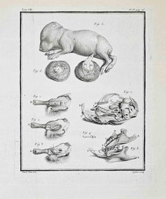 Animal Anatomy - Etching by Buvée d’Amérique - 1771