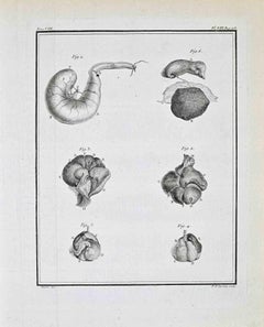 Animal Anatomy Studies - Etching by Buvée d’Amérique - 1771