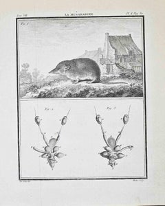La Musaraigne (the Shrew) - Etching by Buvée d’Amérique - 1771