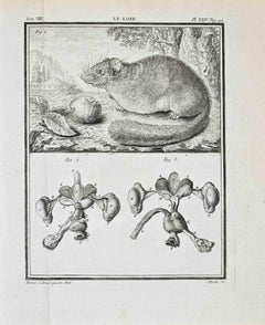 Le Loir - Etching by Buvée d’Amérique - 1771