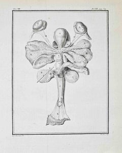 Male Reproductive and Associated Internal...- Etching by Buvée d’Amérique - 1771