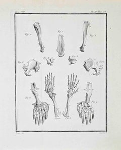 Osteology of the Mole (La Taupe) - Etching by Buvée d’Amérique - 1771