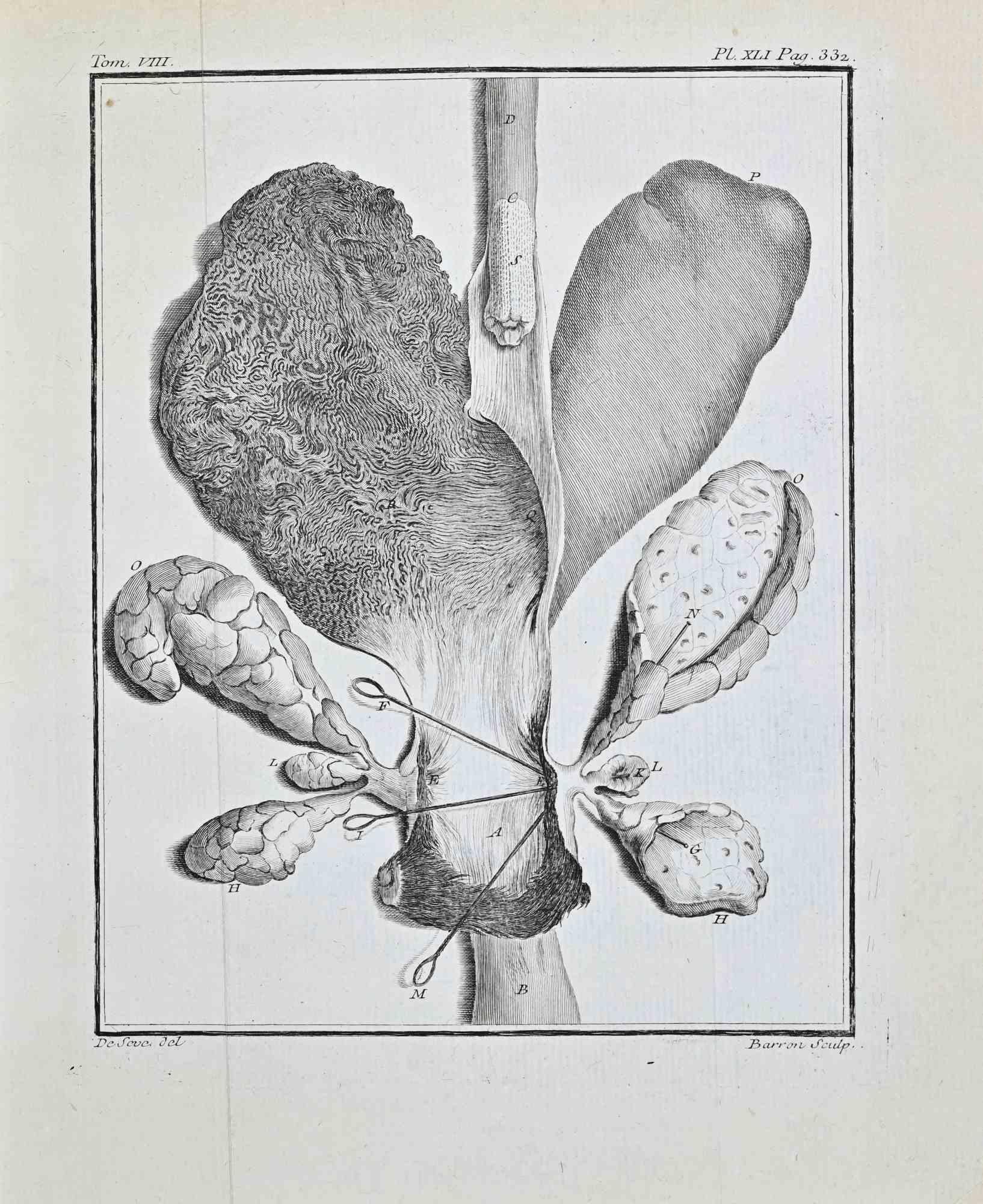 Anatomical Studies - Etching by Buvée l'Américain - 1771