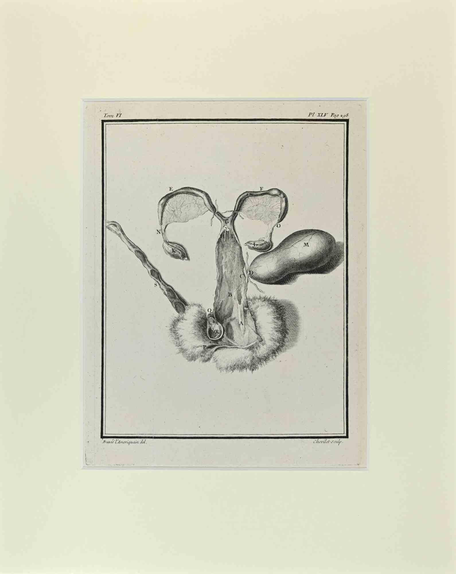 Anatomy veterinary is an artwork realized  by  Buvée l'Américain in 1771.  

Etching B./W. print  on ivory paper. Signed on  plate on the lower left margin.

The work is glued on cardboard. Total dimensions: 35x28 cm.

The artwork belongs to the