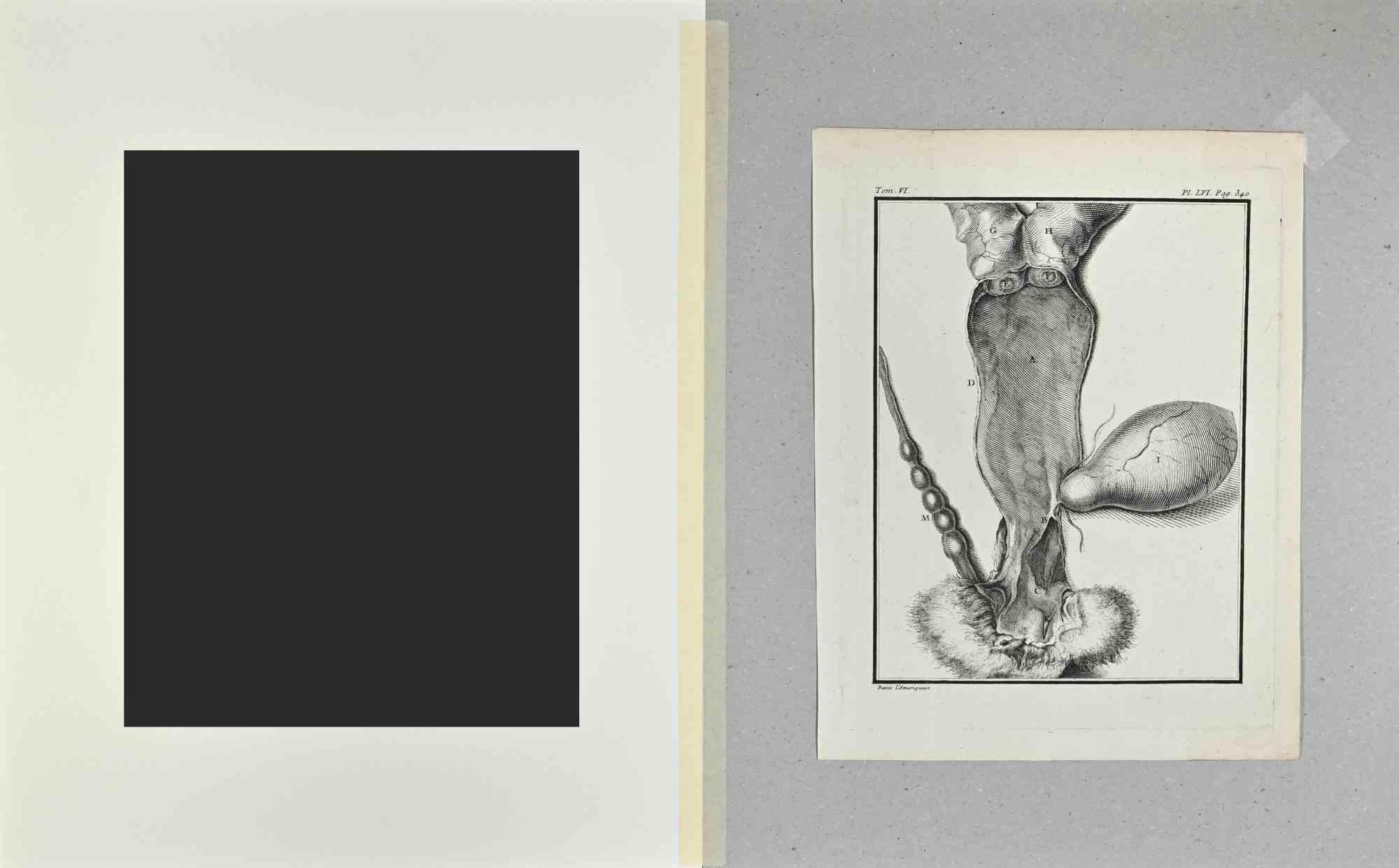 Animal Anatomy - Etching by Buvée l'Américain - 1771 For Sale 1