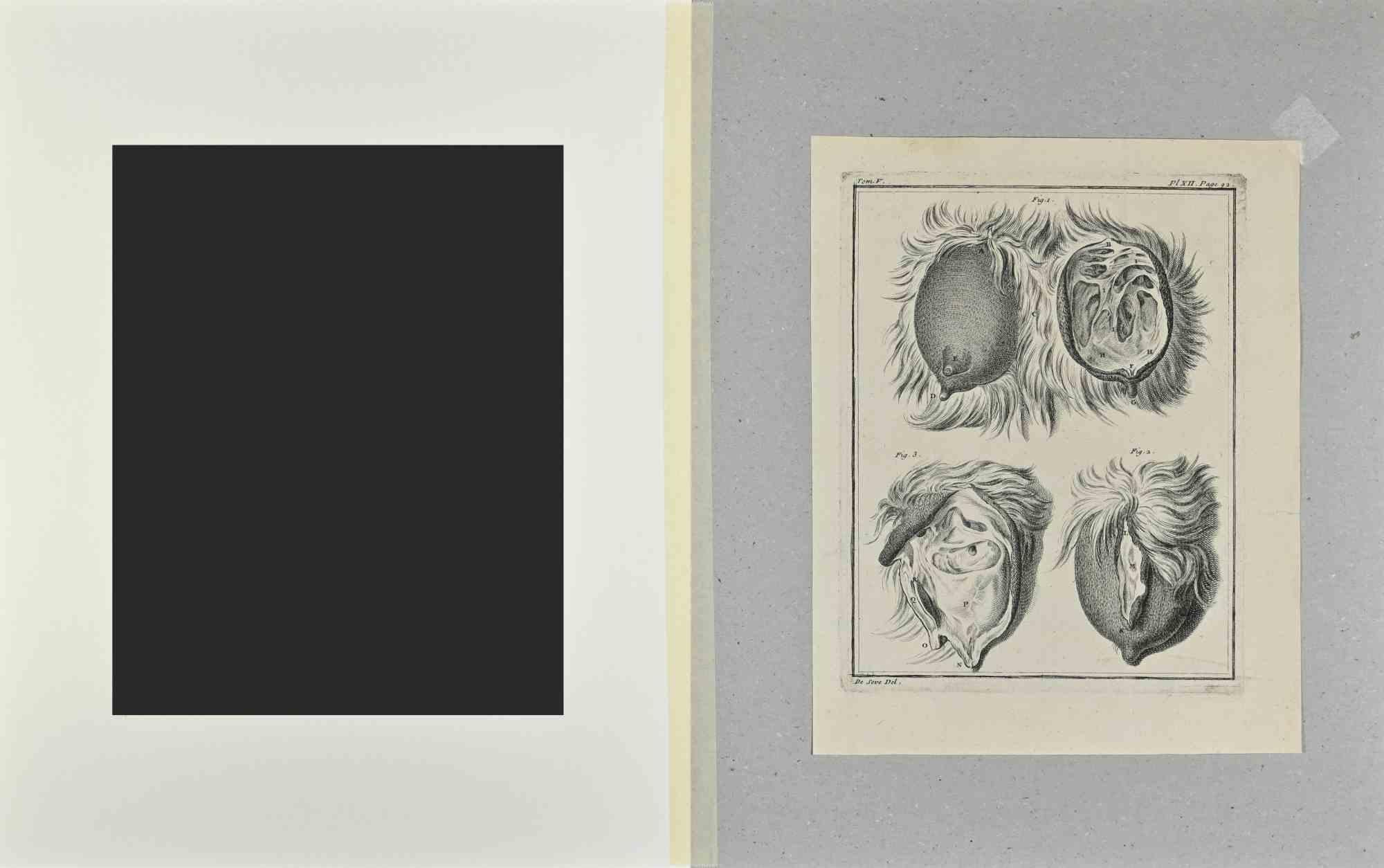 Animal Anatomy - Etching by Buvée l'Américain - 1771 For Sale 1