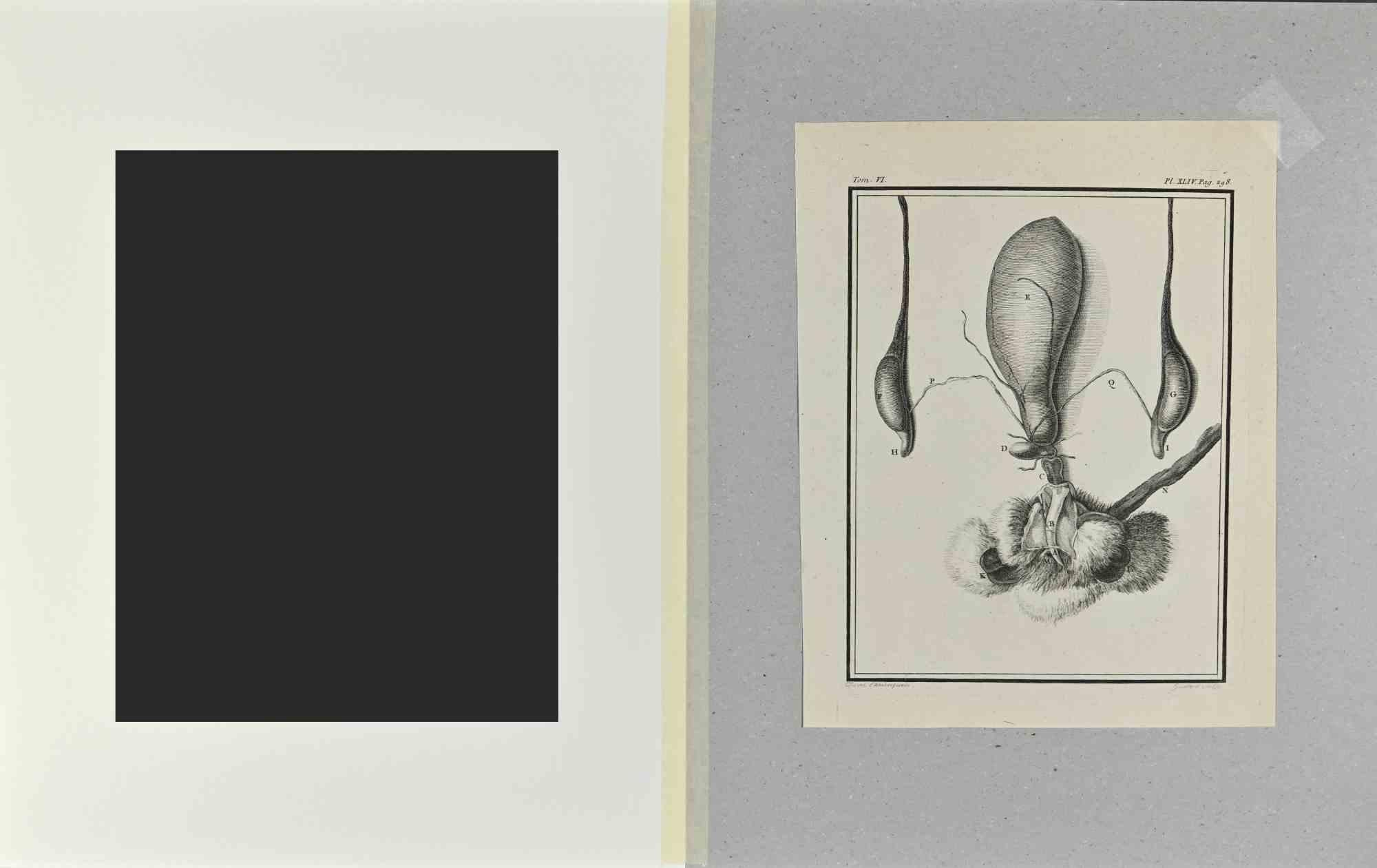 Animal Anatomy - Etching by Buvée l'Américain - 1771 For Sale 1