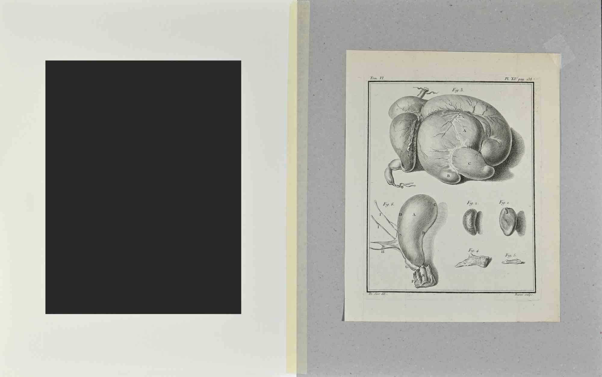 Animal Anatomy - Etching by Buvée l'Américain - 1771 For Sale 1