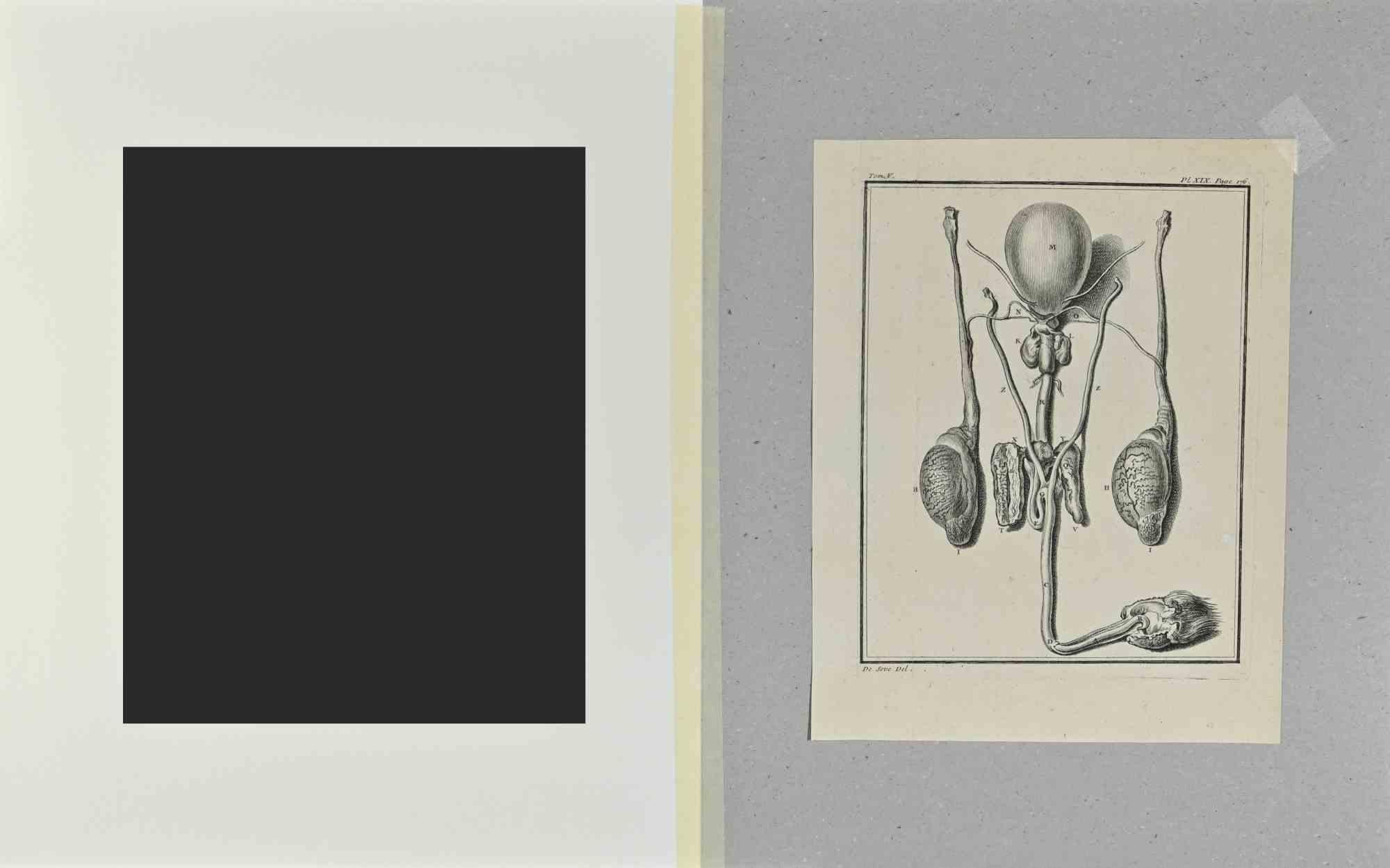 Animal Anatomy - Etching by Buvée l'Américain - 1771 For Sale 1