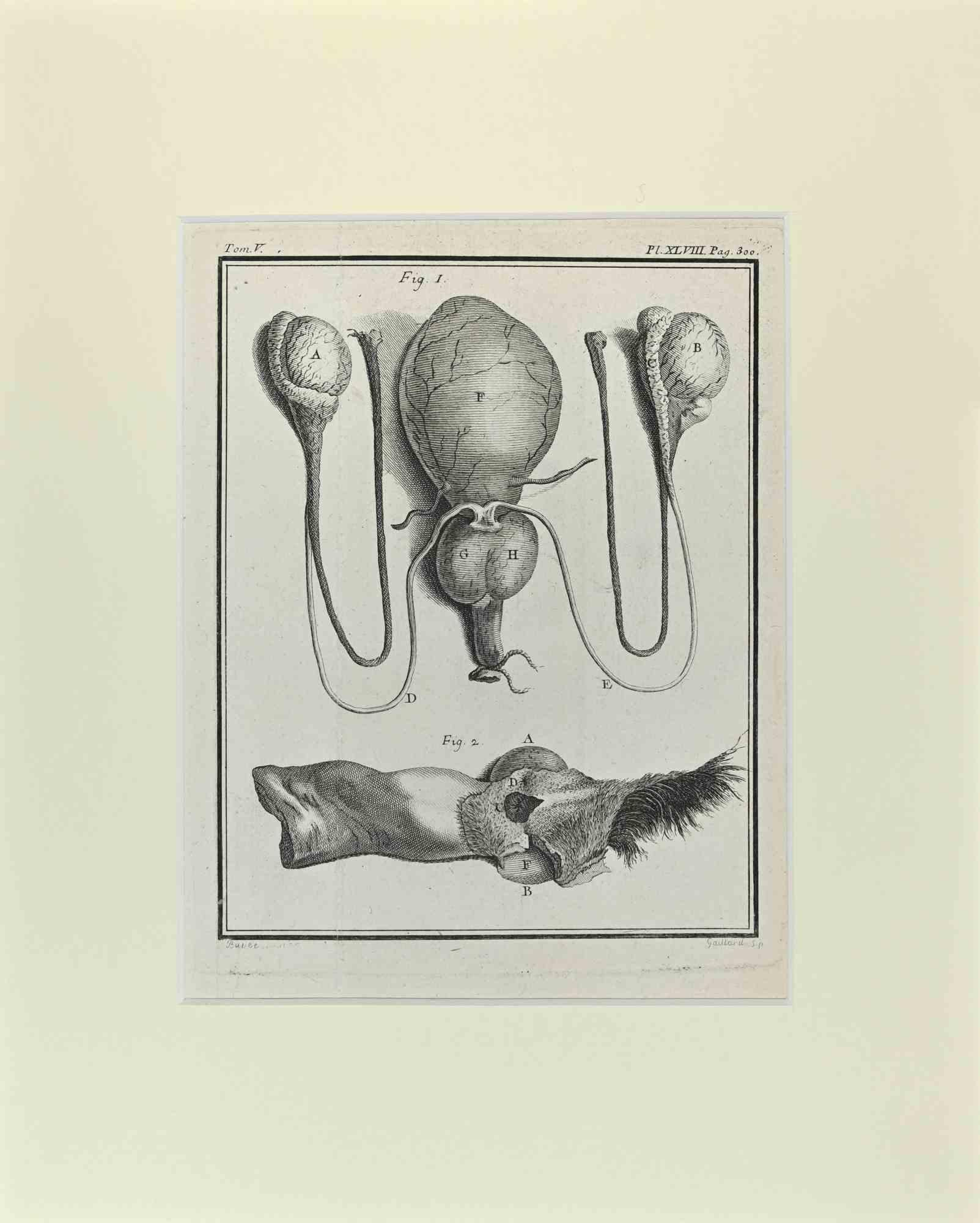 Animal Anatomy - Etching by Buvée l'Américain - 1771