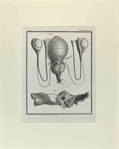 Anatomie animale - Gravure de Buvée l'Américain - 1771