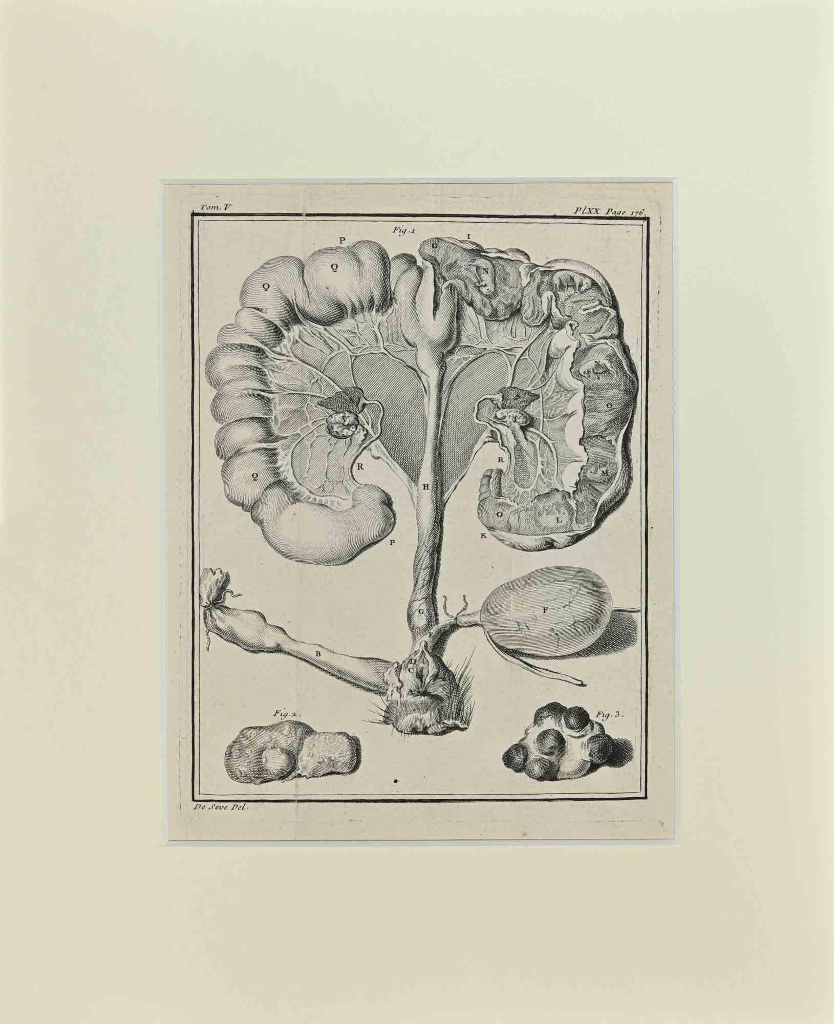 Anatomía Animal es una obra de arte realizada por Buvée l'Américain en 1771.  

Grabado al aguafuerte B./W. sobre papel marfil.

La obra pertenece al conjunto "Histoire naturelle, générale et particulière avec la description du Cabinet du Roi".