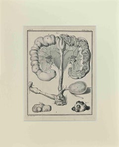 Anatomia animale - Acquaforte di Buvée l'Américain - 1771
