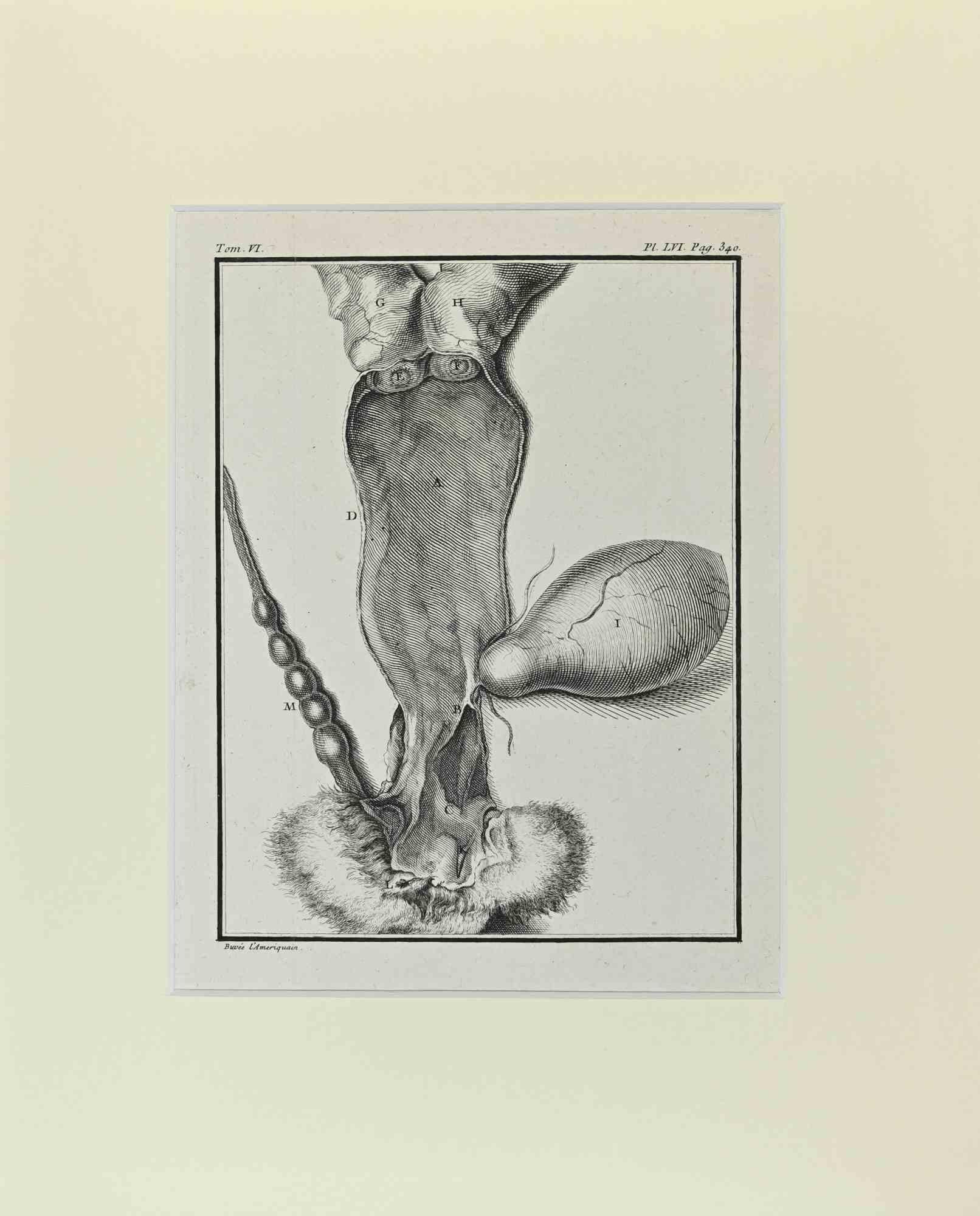 Animal Anatomy is an artwork realized  by  Buvée l'Américain in 1771.  

Etching B./W. print  on ivory paper.

The artwork belongs to the suite "Histoire naturelle, générale et particulière avec la description du Cabinet du Roi". Paris: Imprimerie