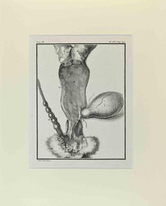 Anatomie animale - Gravure de Buvée l'Américain - 1771