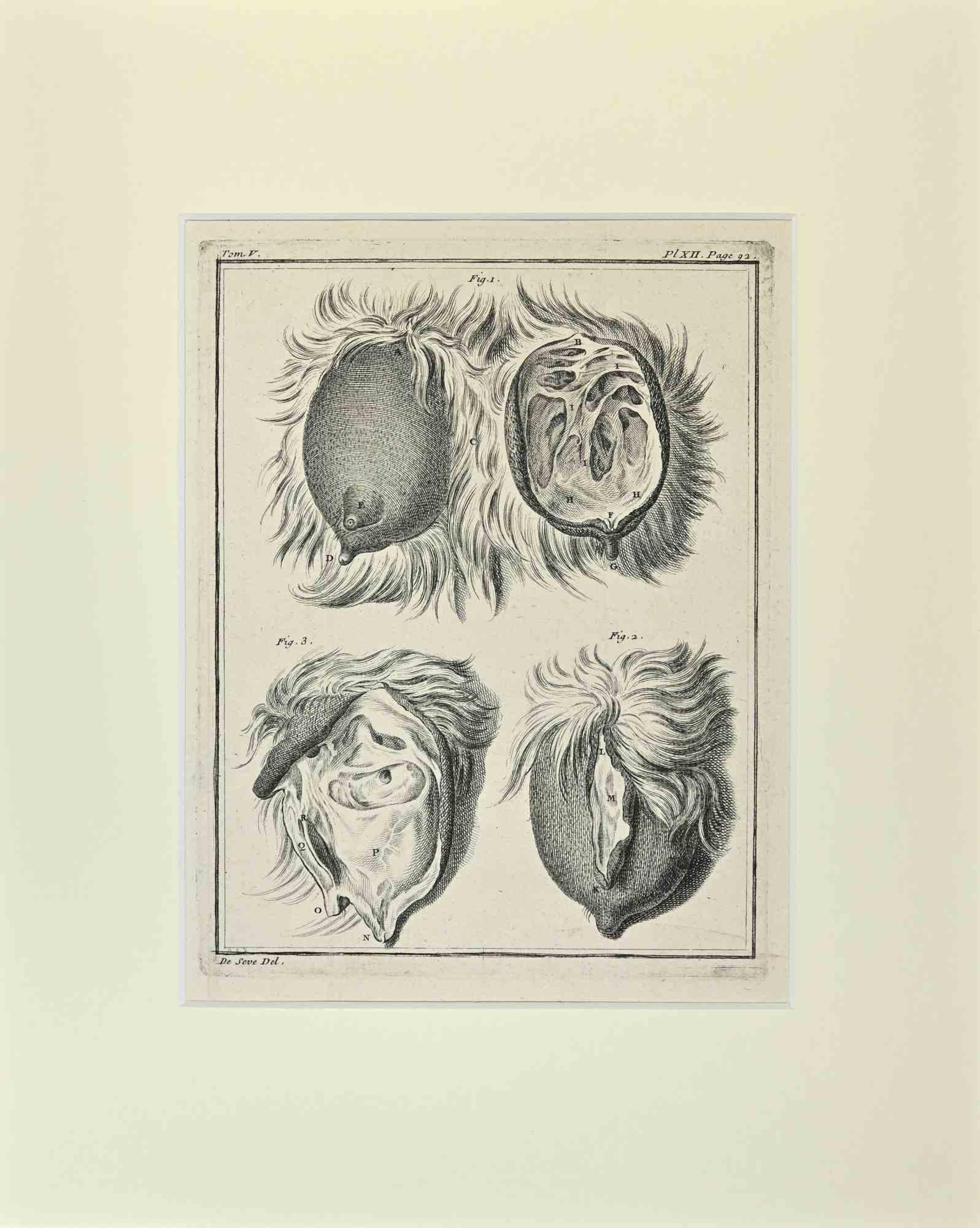 Animal Anatomy is an artwork realized  by  Buvée l'Américain in 1771.  

Etching B./W. print  on ivory paper.

The artwork belongs to the suite "Histoire naturelle, générale et particulière avec la description du Cabinet du Roi". Paris: Imprimerie
