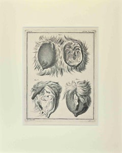 Anatomie animale - Gravure de Buvée l'Américain - 1771