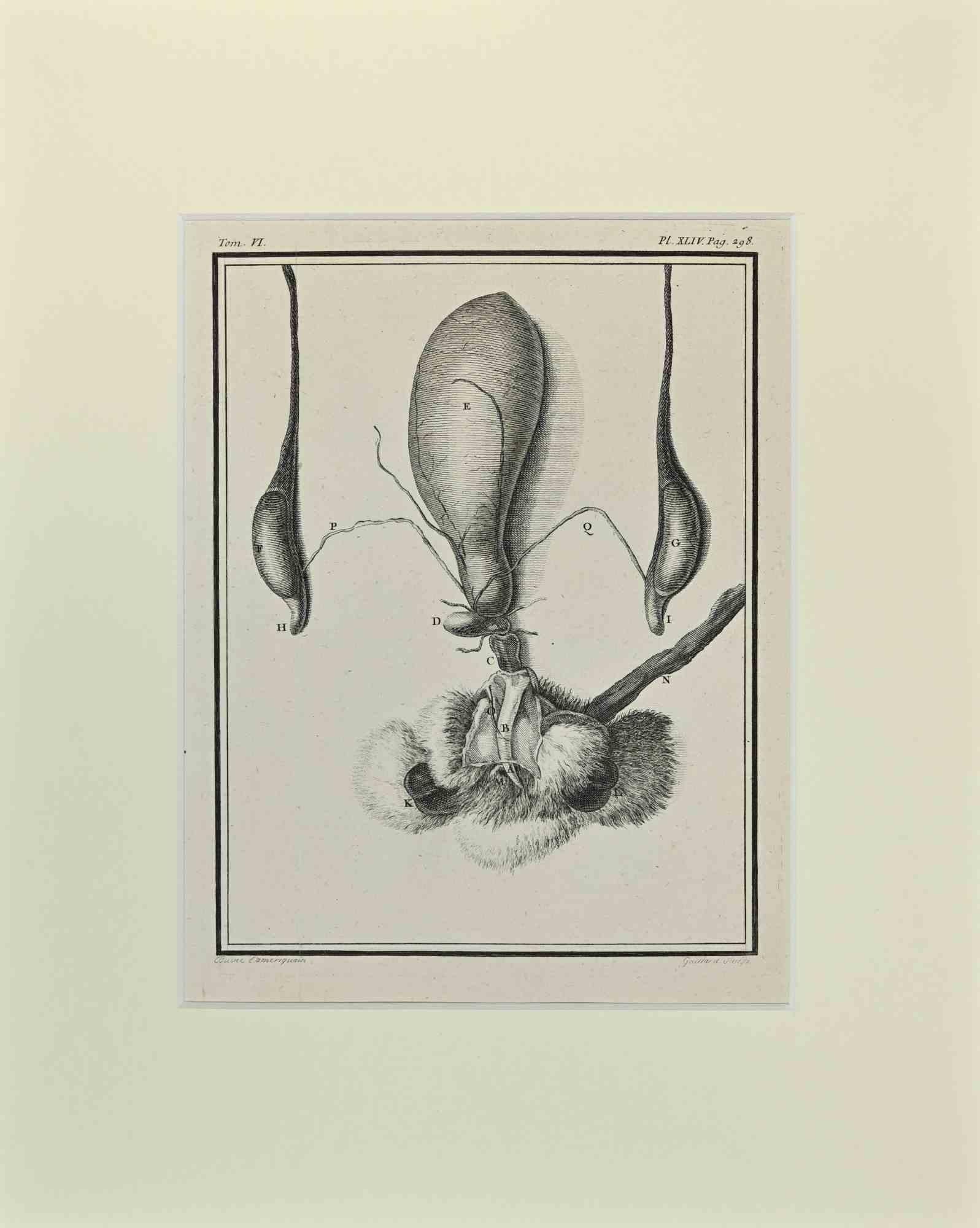 Animal Anatomy is an artwork realized  by  Buvée l'Américain in 1771.  

Etching B./W. print  on ivory paper.

The artwork belongs to the suite "Histoire naturelle, générale et particulière avec la description du Cabinet du Roi". Paris: Imprimerie
