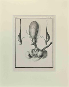 Anatomie animale - Gravure de Buvée l'Américain - 1771