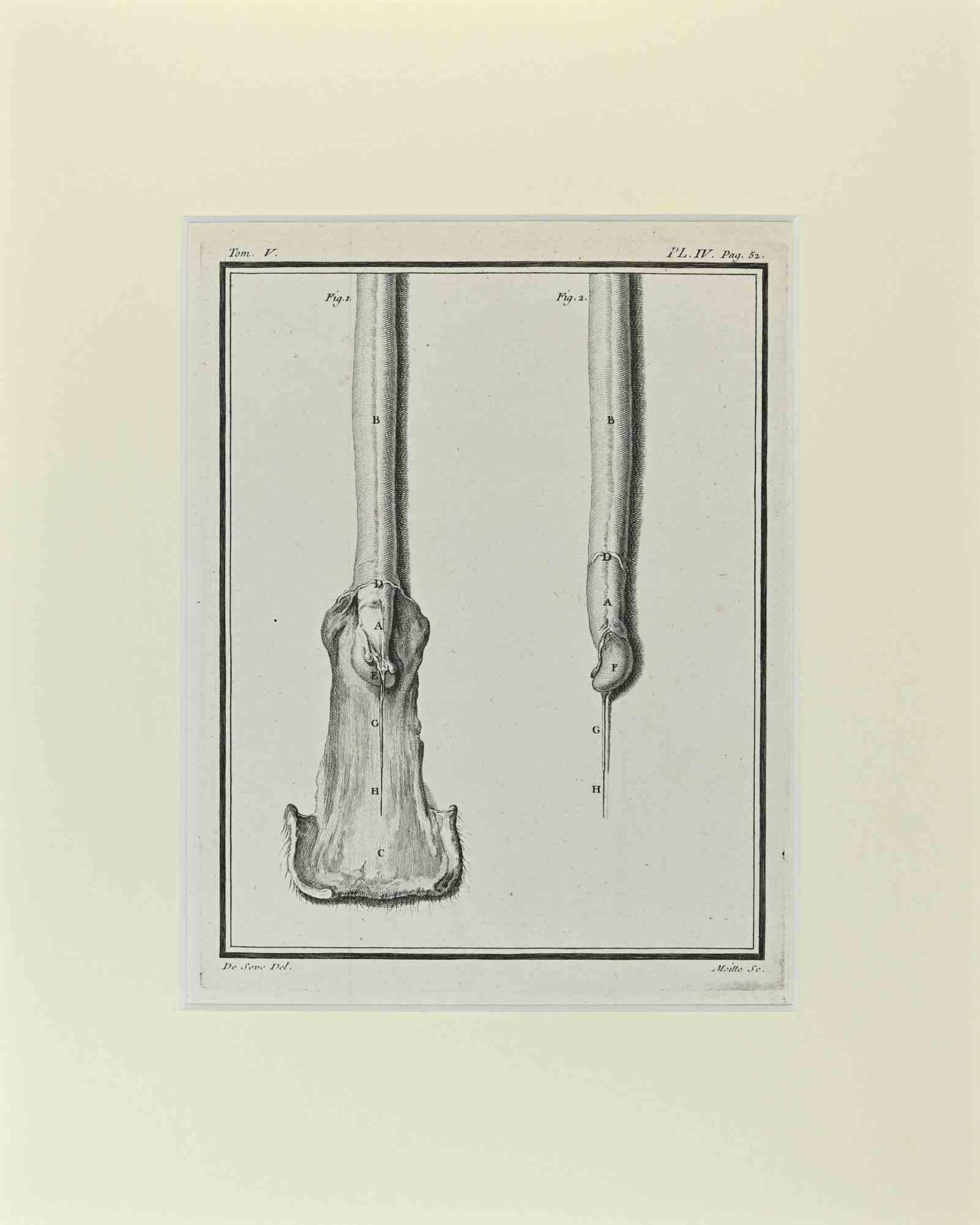 Animal Anatomy is an artwork realized by Buvée l'Américain in 1771.  

Etching B./W. print  on ivory paper.

The artwork belongs to the suite "Histoire naturelle, générale et particulière avec la description du Cabinet du Roi". Paris: Imprimerie