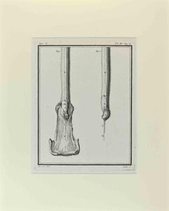 Anatomie animale - Gravure de Buvée l'Américain - 1771