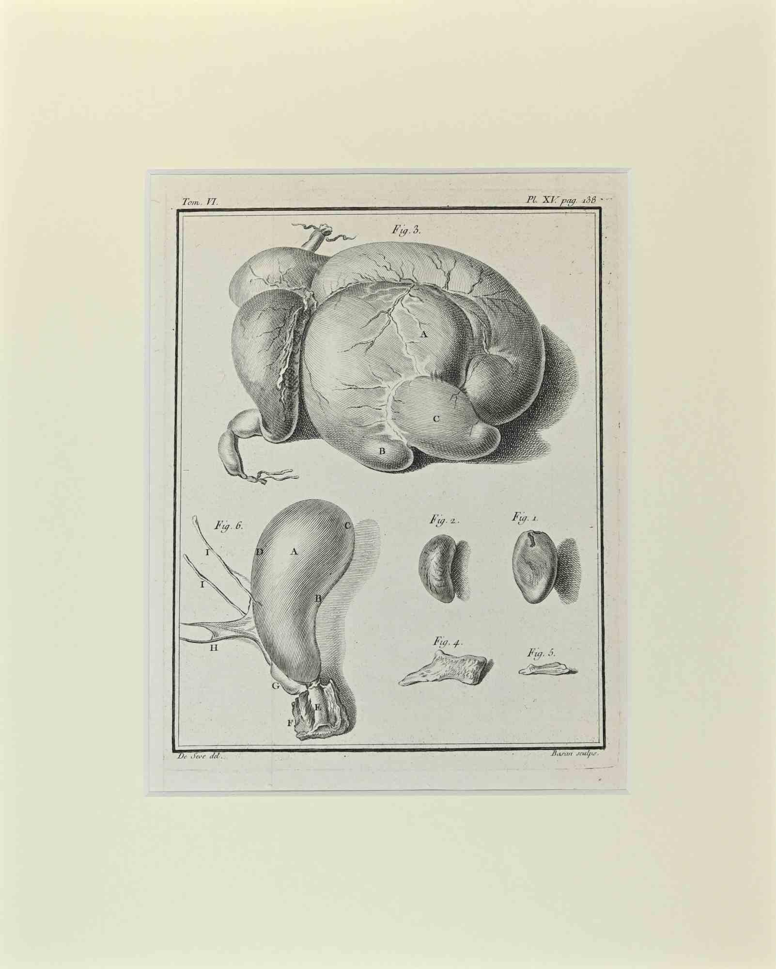 Animal Anatomy is an artwork realized  by  Buvée l'Américain in 1771.  

Etching B./W. print  on ivory paper.

The artwork belongs to the suite "Histoire naturelle, générale et particulière avec la description du Cabinet du Roi". Paris: Imprimerie